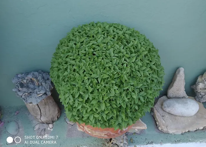 Violetta Casa de hóspedes Koroni (Messinia)